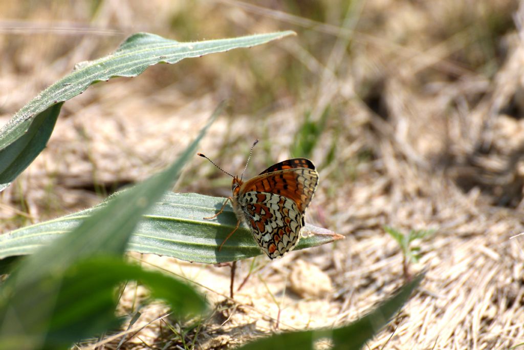 Melitaea phoebe, Nymphalidae